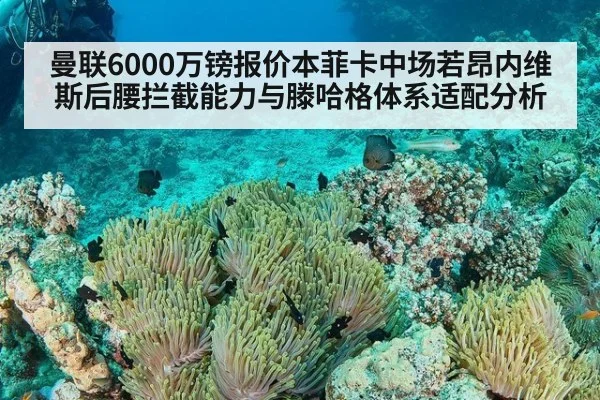 曼联6000万镑报价本菲卡中场若昂内维斯后腰拦截能力与滕哈格体系适配分析